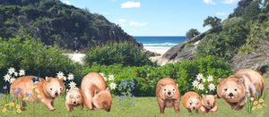   Visit Planet Wombat Today 